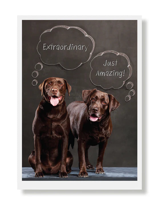 Hooray for the Underdogs Encouragement & Sympathy Cards