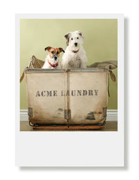 Hooray for the Underdogs Thank You Cards