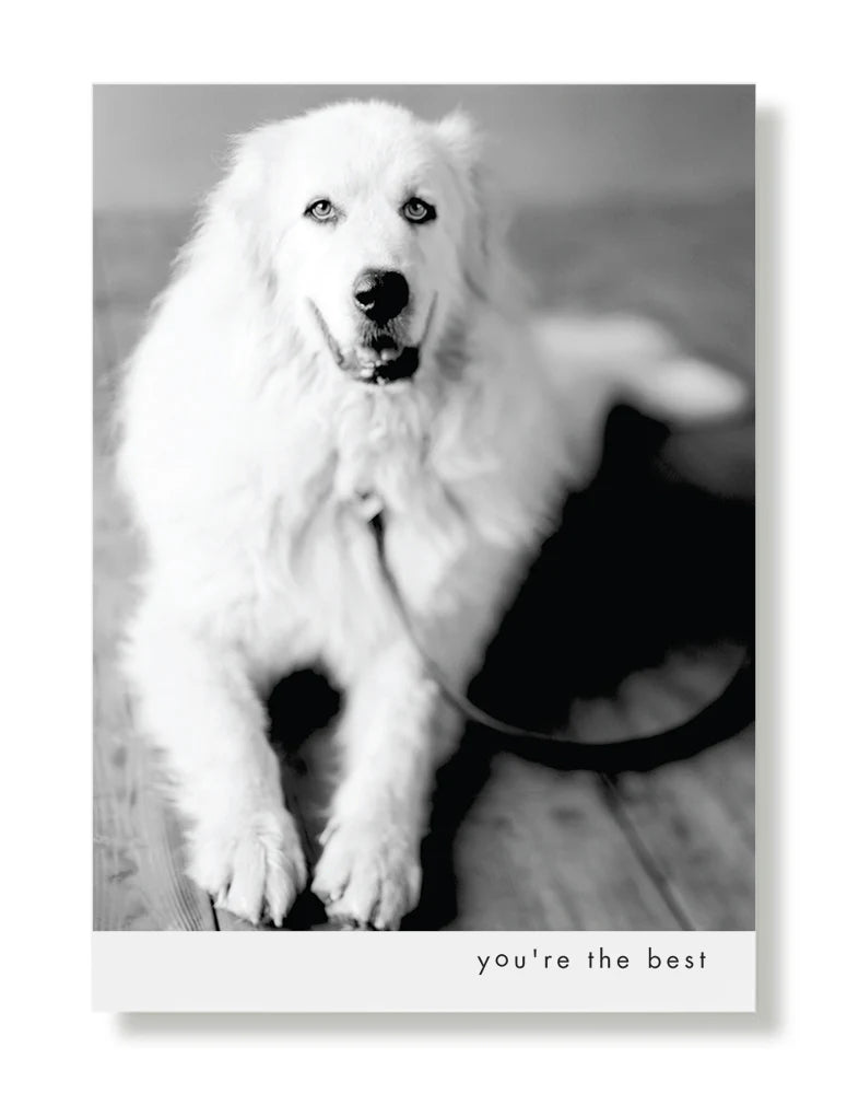 Hooray for the Underdogs Friendship Cards