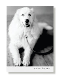 Hooray for the Underdogs Friendship Cards